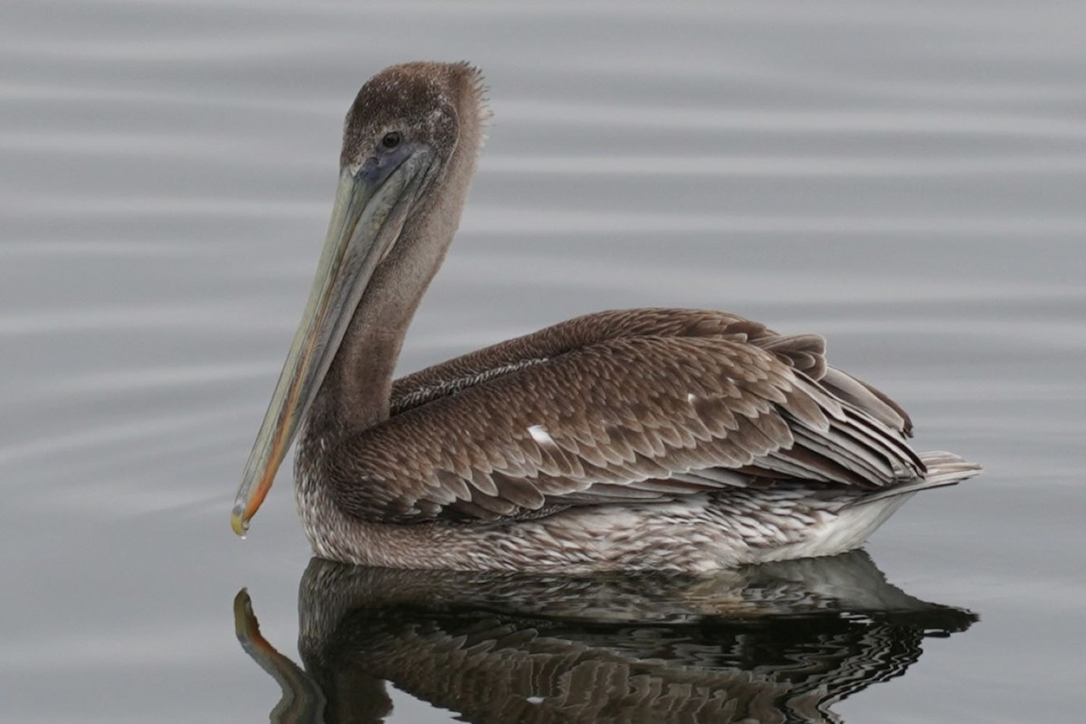 Brown Pelican - ML642580826