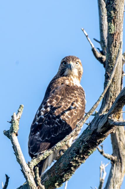 Red-tailed Hawk - ML642580851
