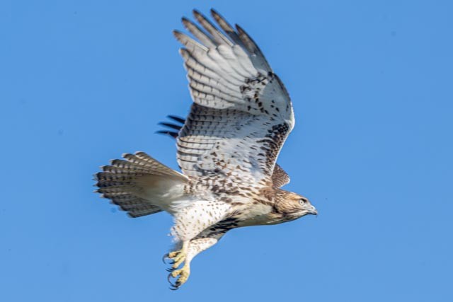 Red-tailed Hawk - ML642580858