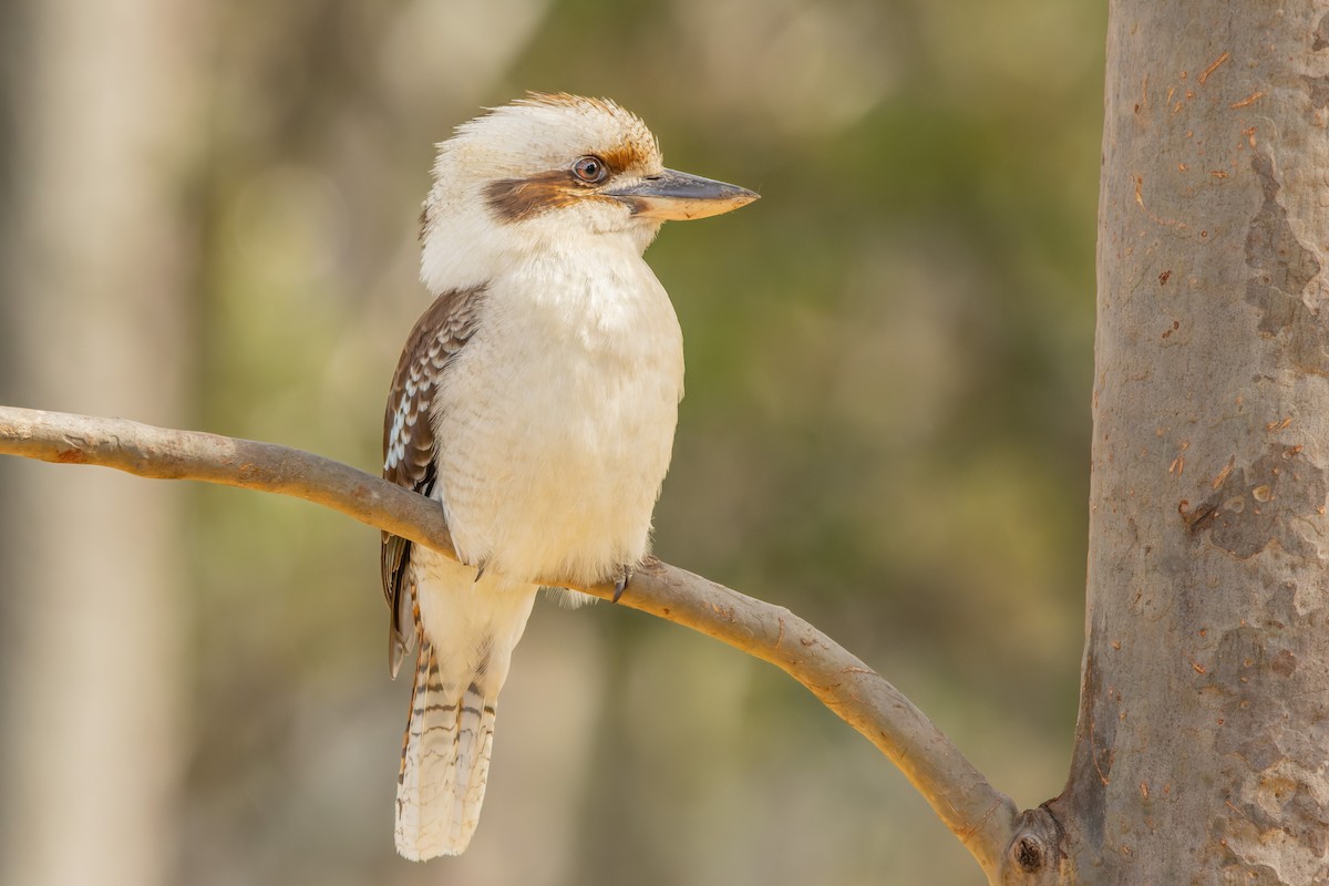 Laughing Kookaburra - ML642580859