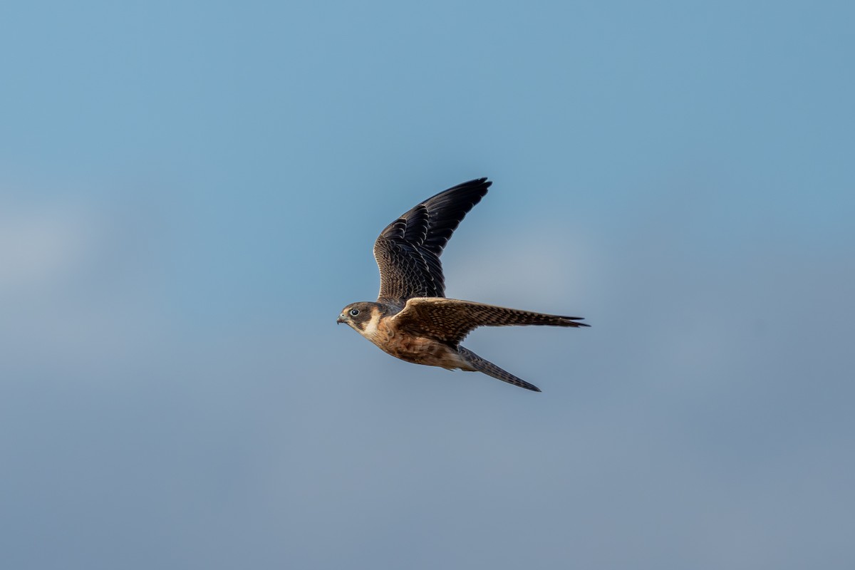 Australian Hobby - ML642580868