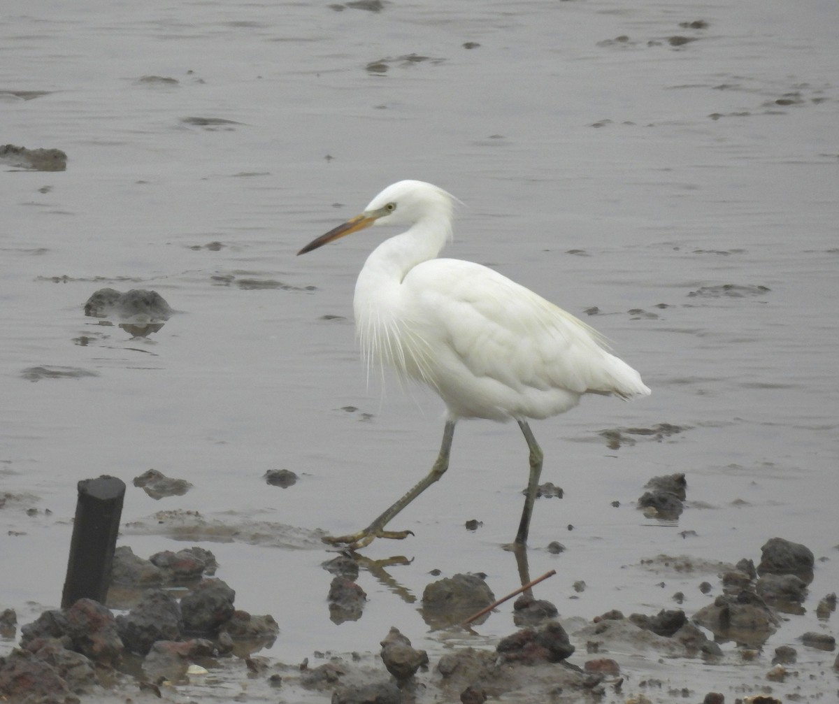 Chinese Egret - ML642580879