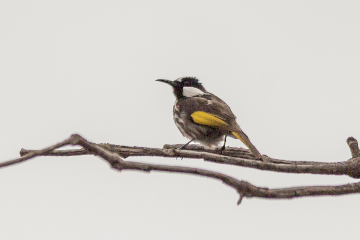 White-cheeked Honeyeater - ML642580917
