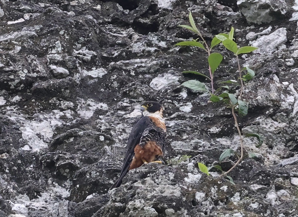 Orange-breasted Falcon - ML642580955