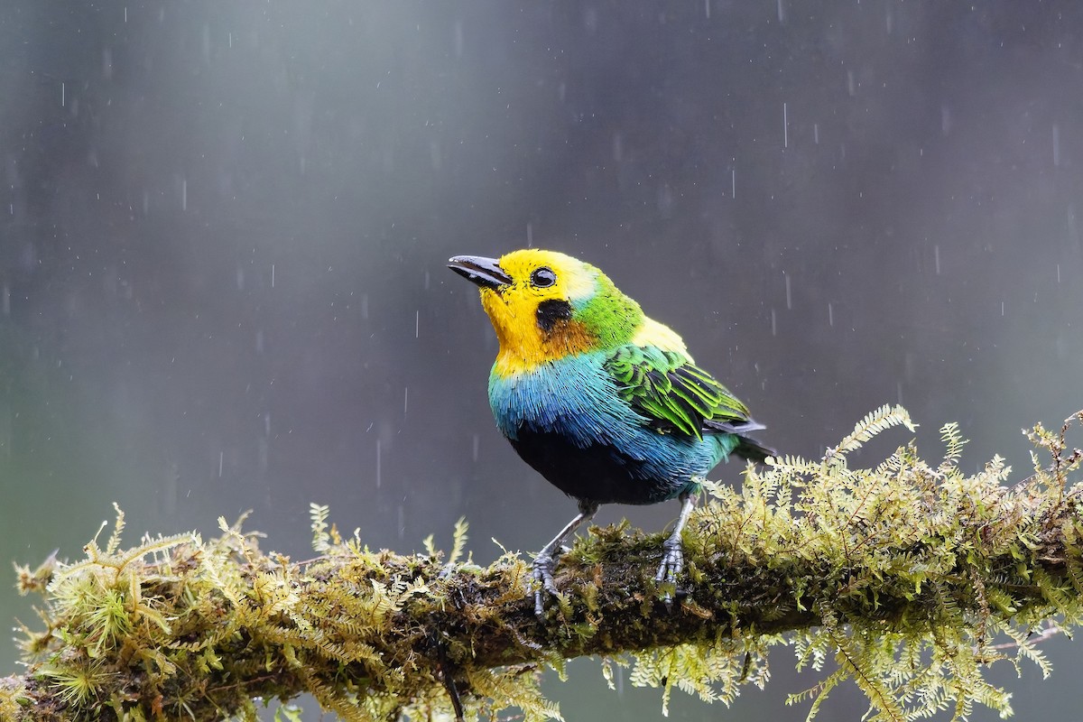 Multicolored Tanager - ML642580958