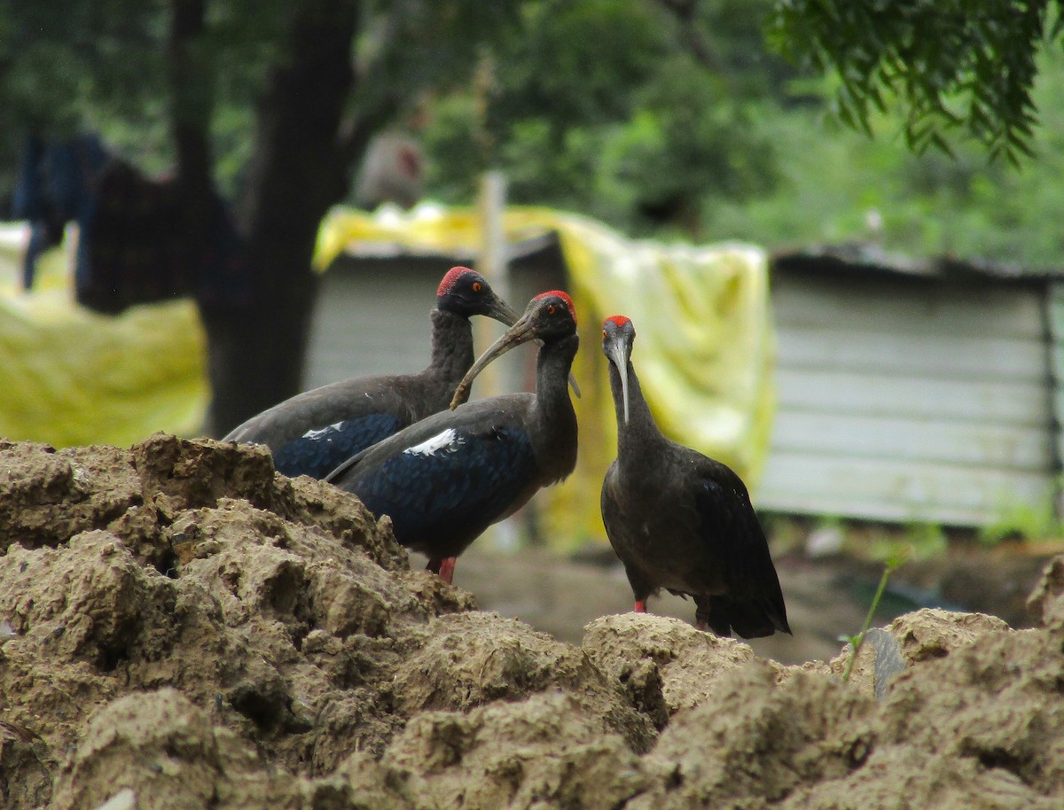 Red-naped Ibis - ML642580964