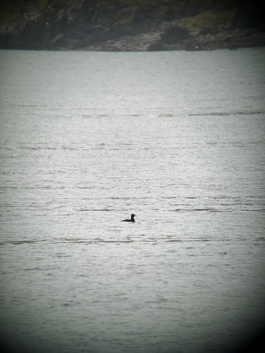 Surf Scoter - ML642580967