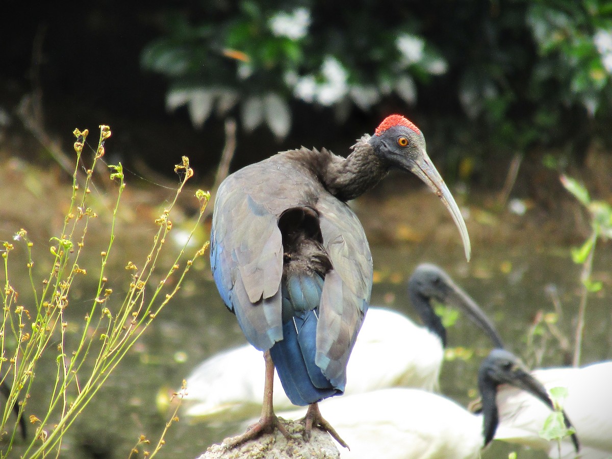 Red-naped Ibis - ML642580983