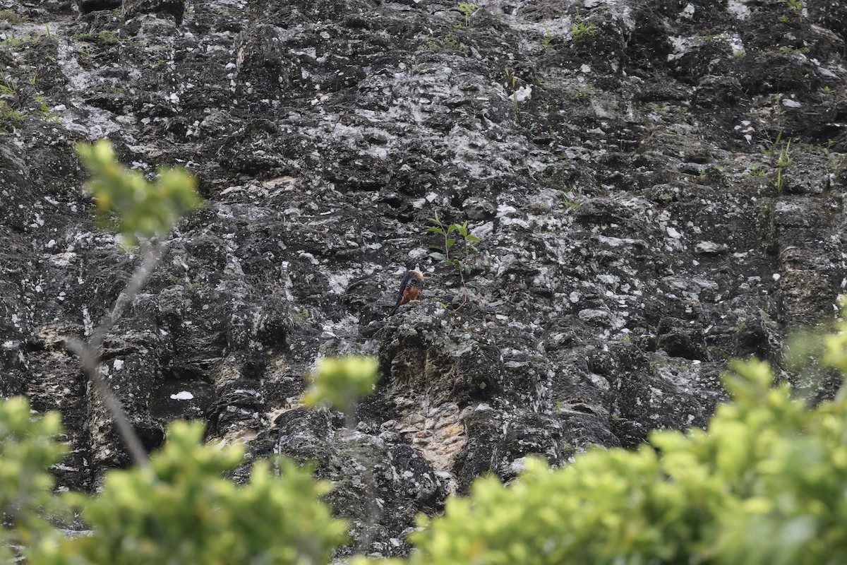 Orange-breasted Falcon - ML642580984