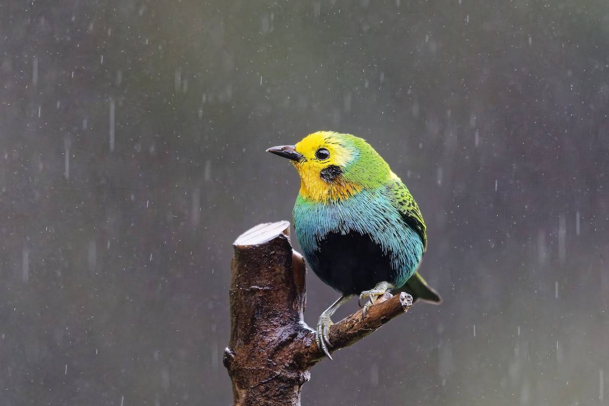 Multicolored Tanager - ML642580987