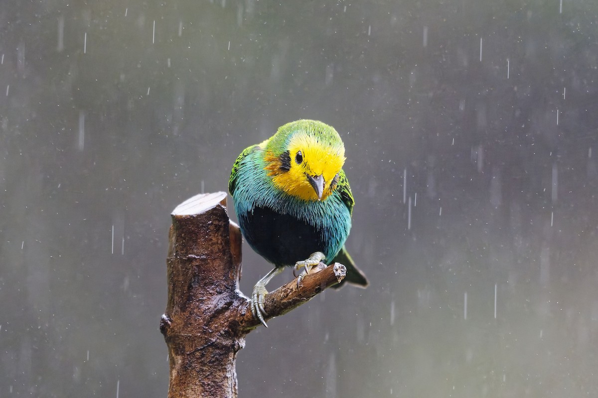 Multicolored Tanager - ML642580988