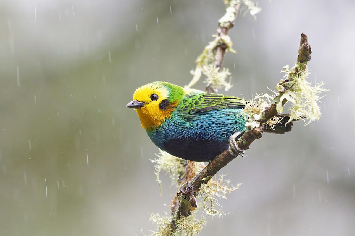 Multicolored Tanager - ML642580992