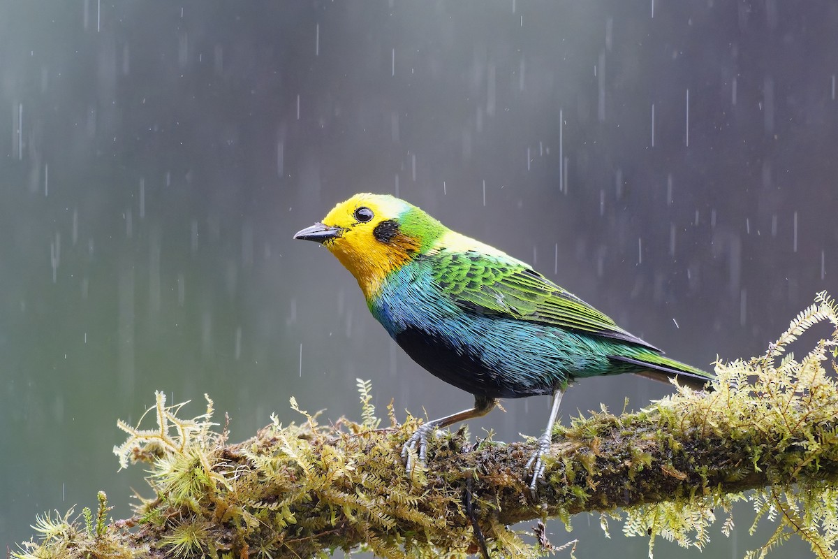 Multicolored Tanager - ML642581000