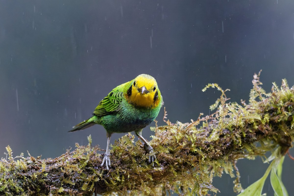 Multicolored Tanager - ML642581002