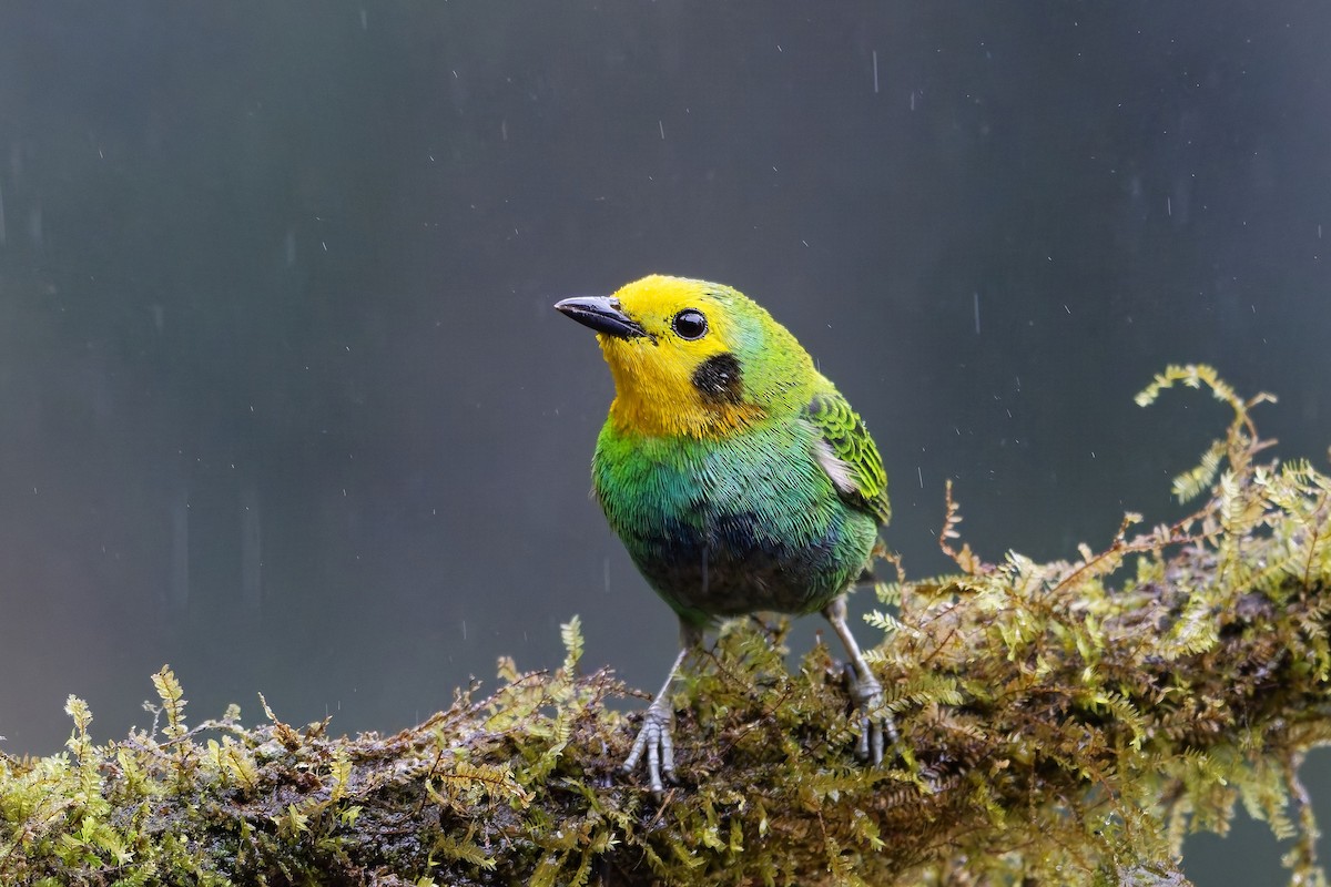 Multicolored Tanager - ML642581003