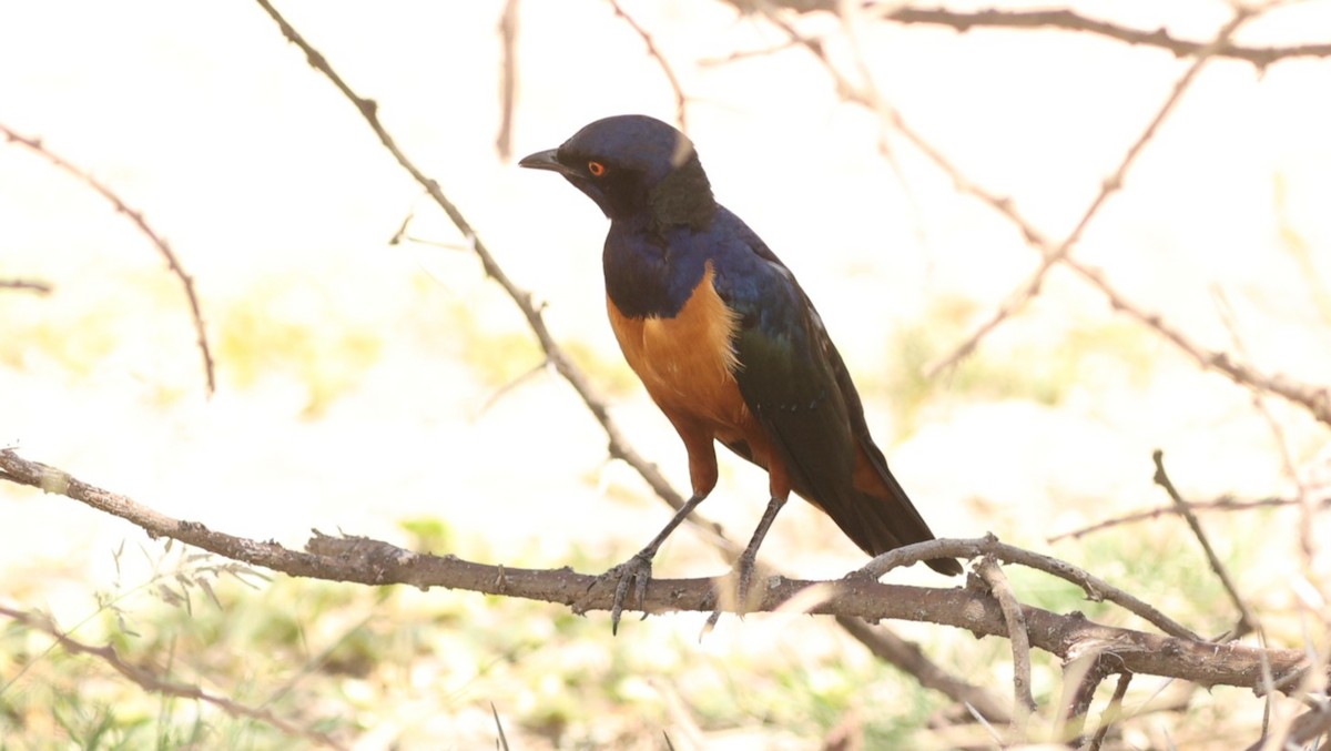 Hildebrandt's Starling - ML642581019