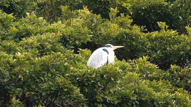 Gray Heron (Gray) - ML642581032