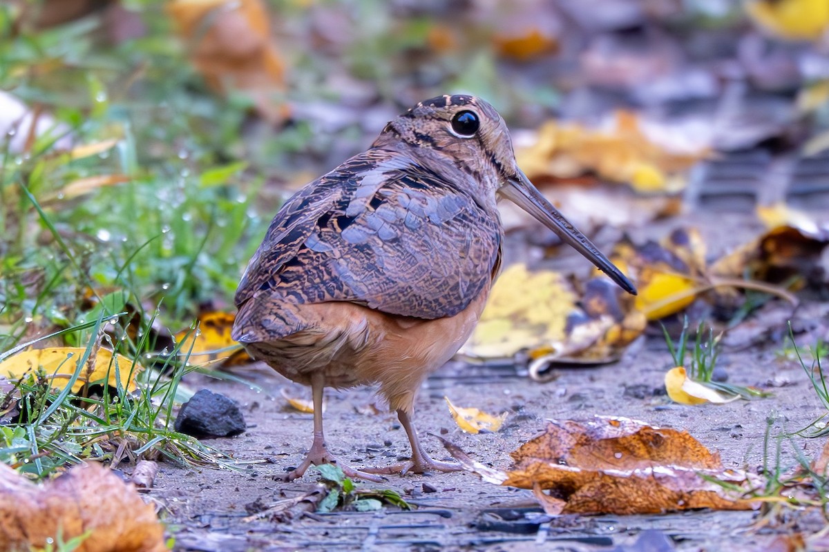 American Woodcock - ML642581037