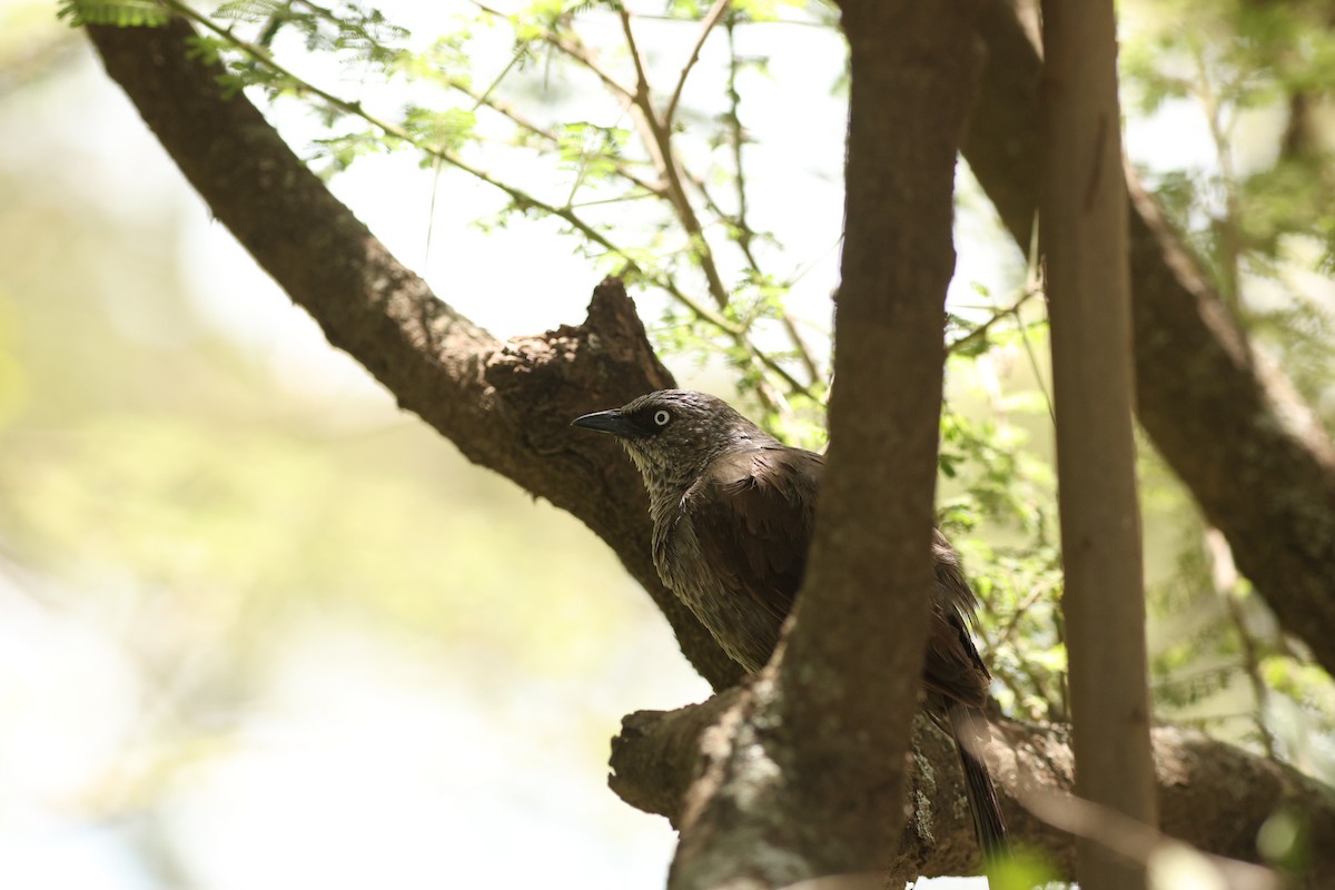 Black-lored Babbler (Sharpe's) - ML642581059