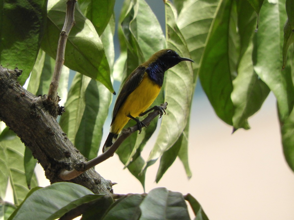 Ornate Sunbird - ML642581084
