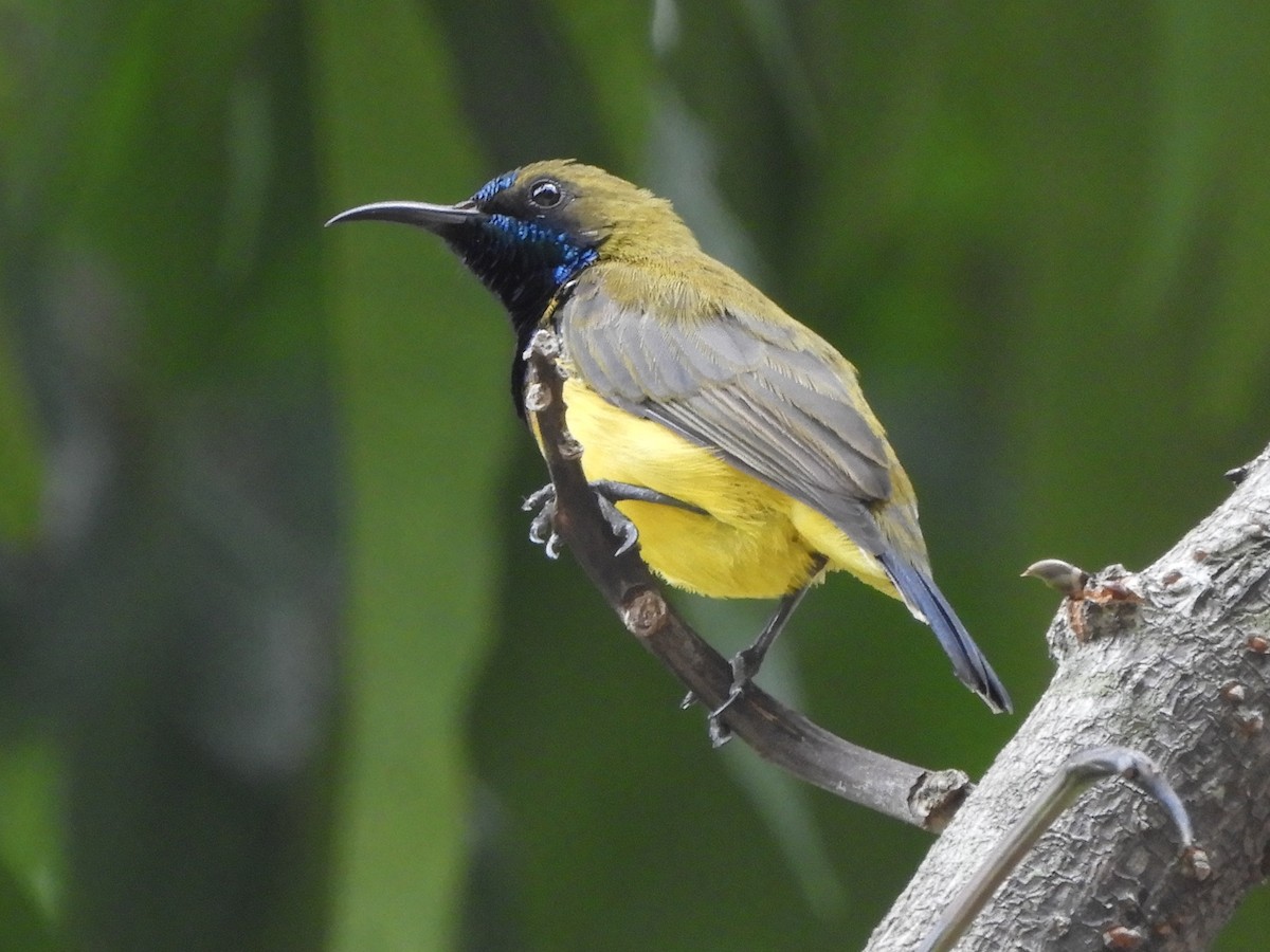 Ornate Sunbird - ML642581085