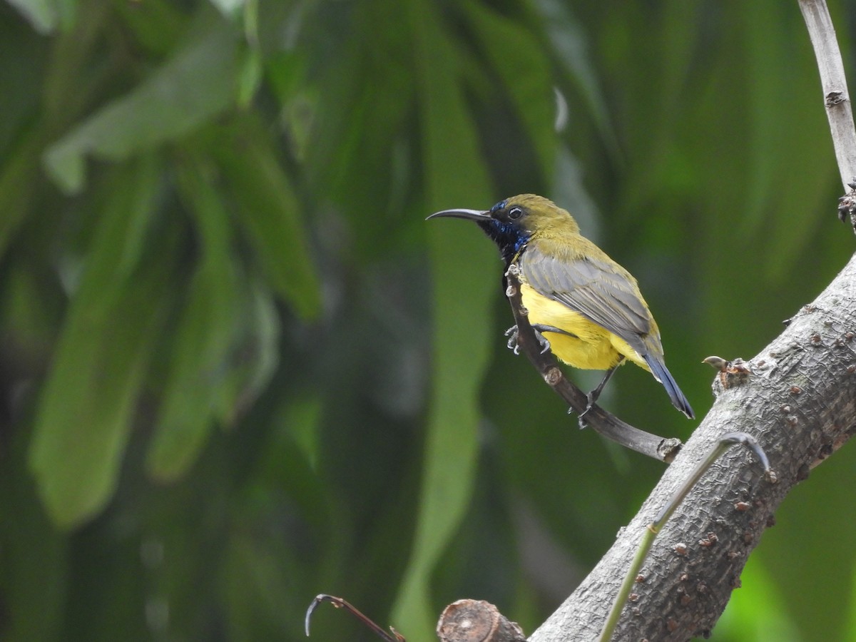Ornate Sunbird - ML642581087