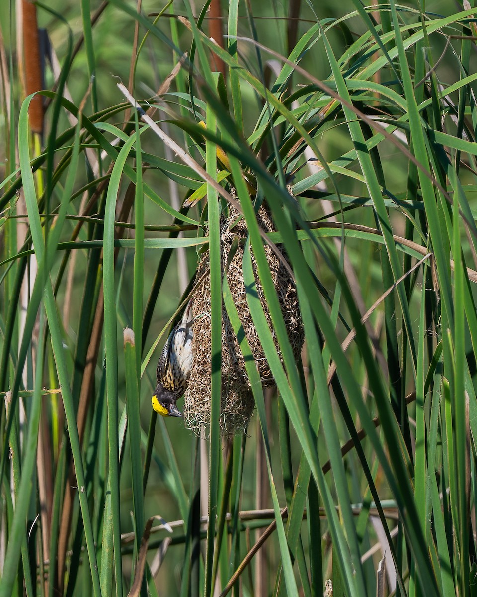 Streaked Weaver - ML642581088