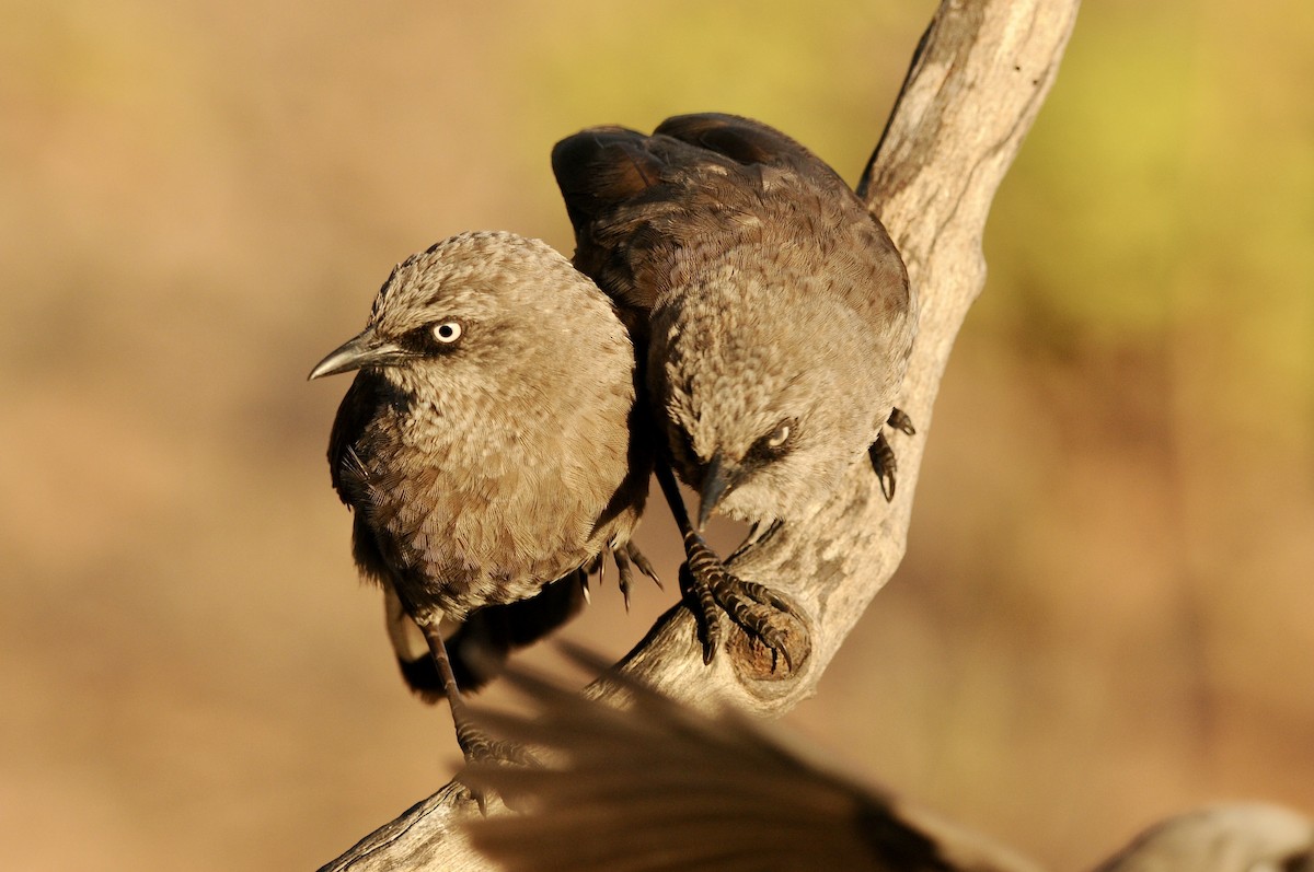 Black-lored Babbler (Sharpe's) - ML642581098