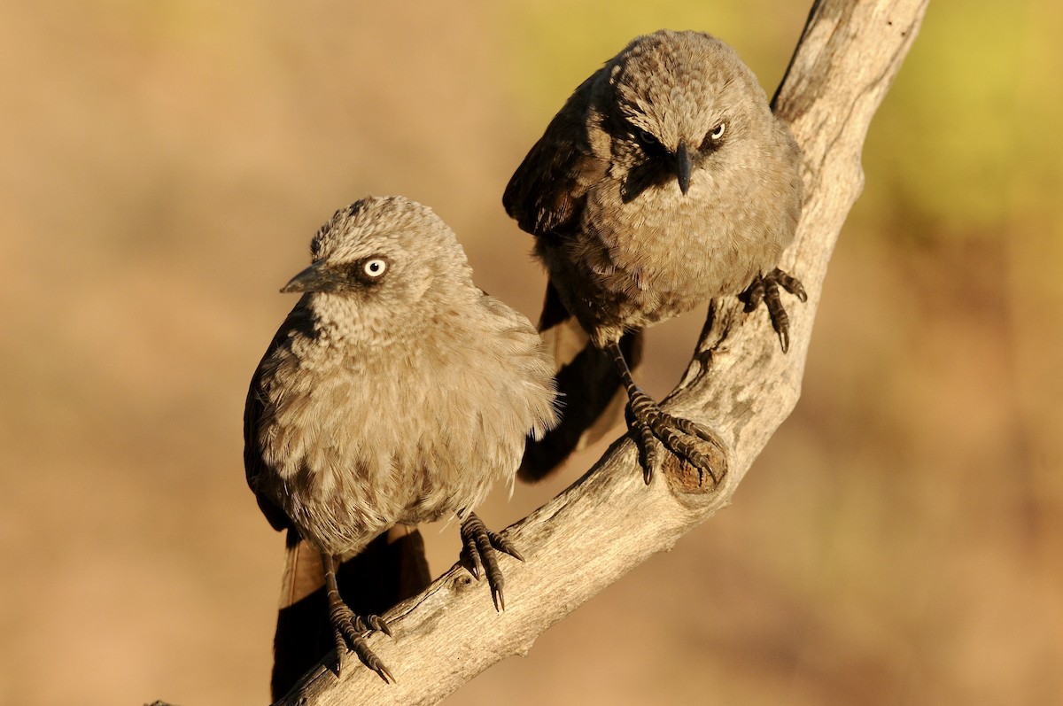 Black-lored Babbler (Sharpe's) - ML642581099