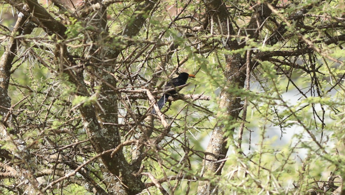 Abyssinian Scimitarbill - ML642581101