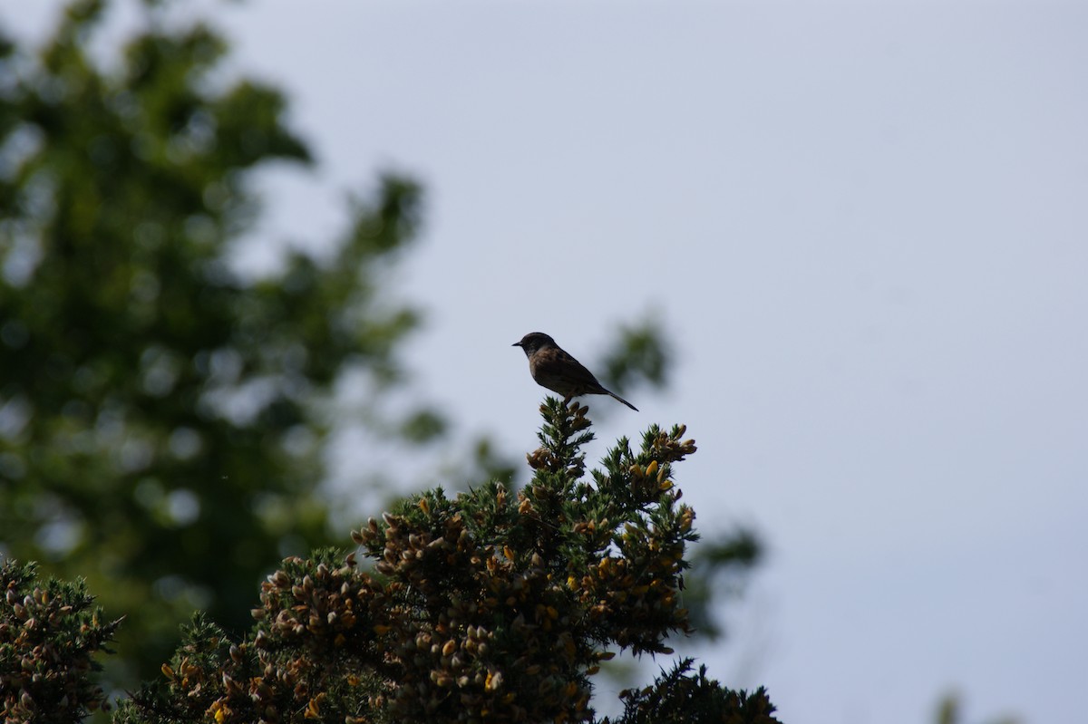 Dunnock - ML642581115