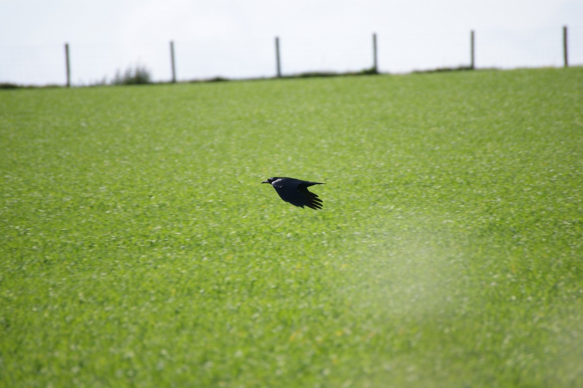 Ipar-belea - ML642581124