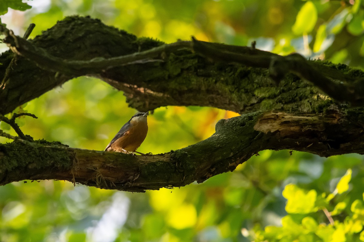 spettmeis - ML642581125