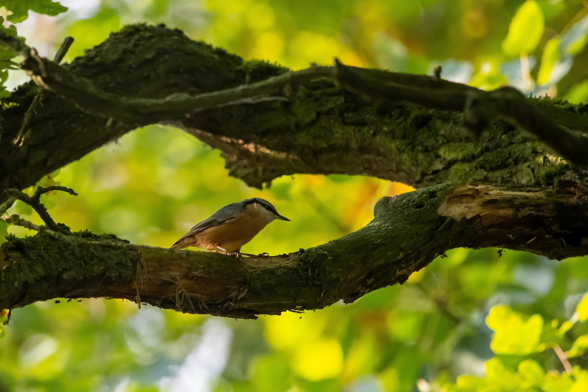 spettmeis - ML642581126