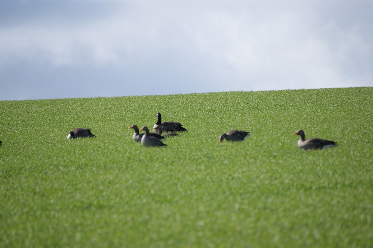 Branta kanadar handia - ML642581131