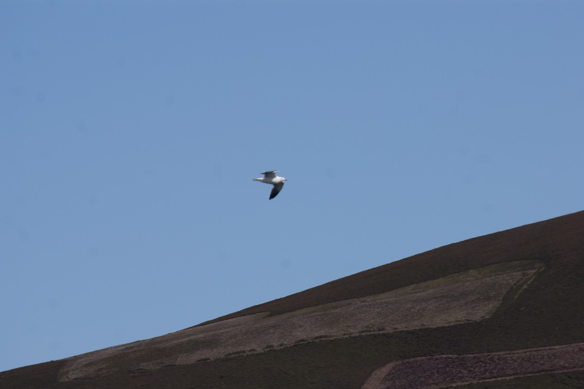 Kaio iluna - ML642581163