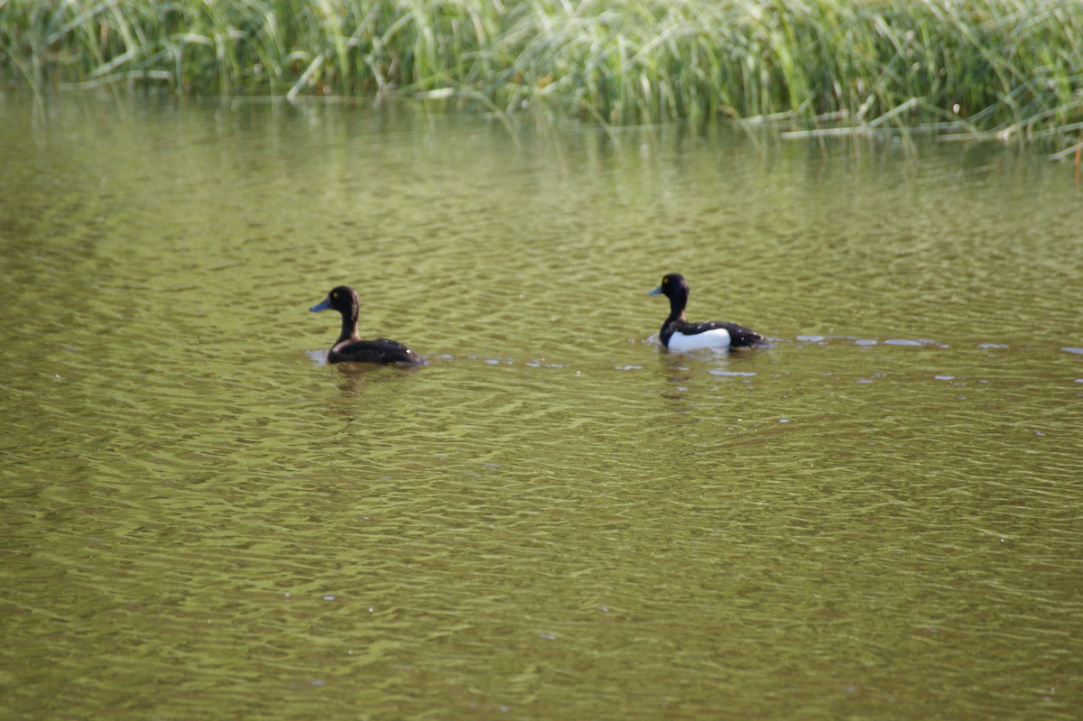 Murgilari mottoduna - ML642581166