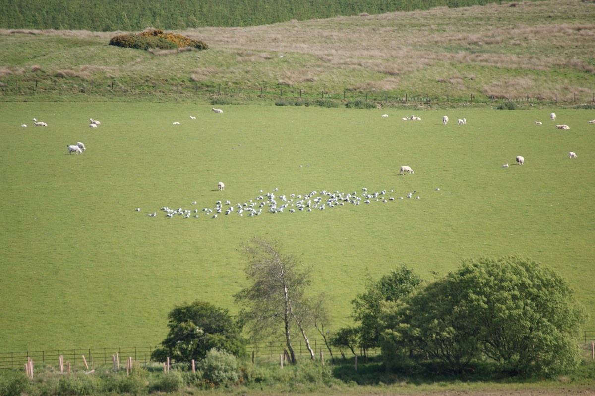 Kaio hauskara europarra - ML642581184