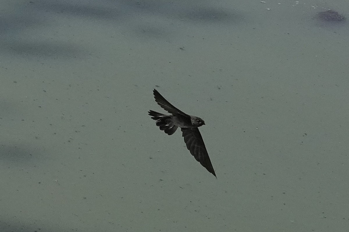 epidotsalangan - ML642581193