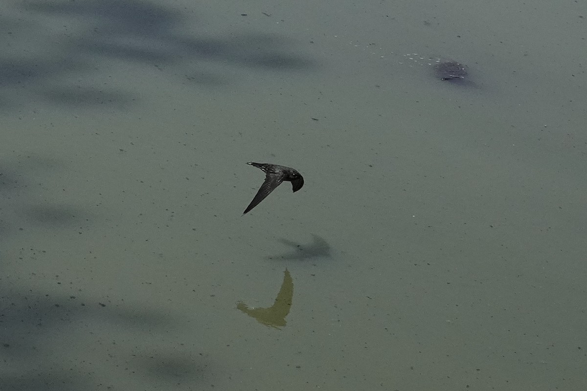 epidotsalangan - ML642581194