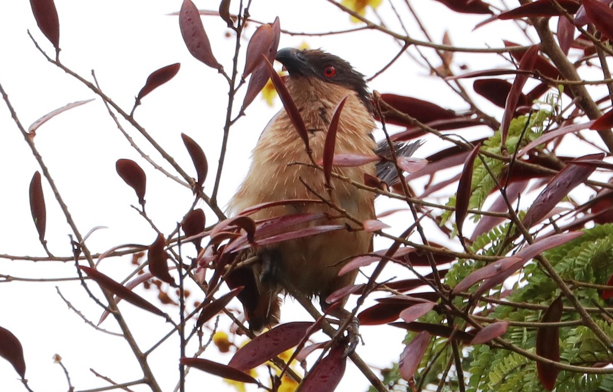 Senegal Coucal - ML642581195