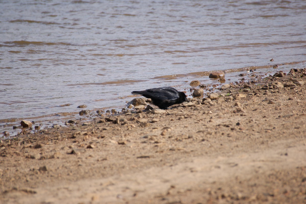 Belabeltza - ML642581196