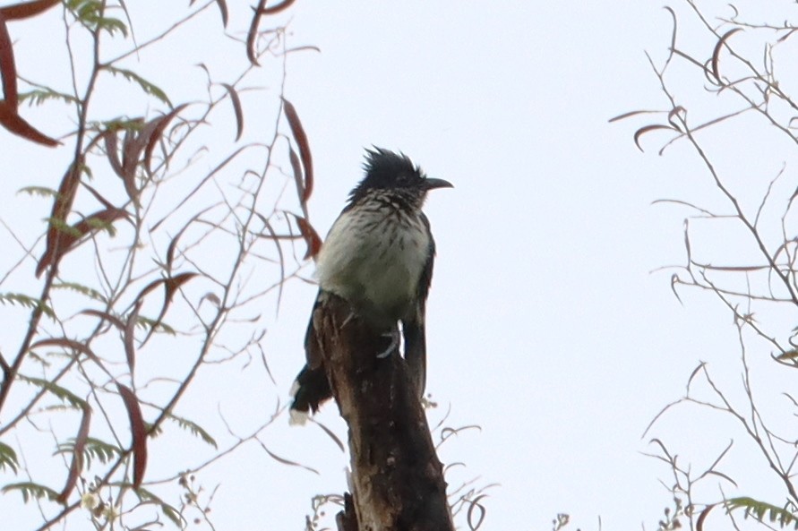 Levaillant's Cuckoo - ML642581201
