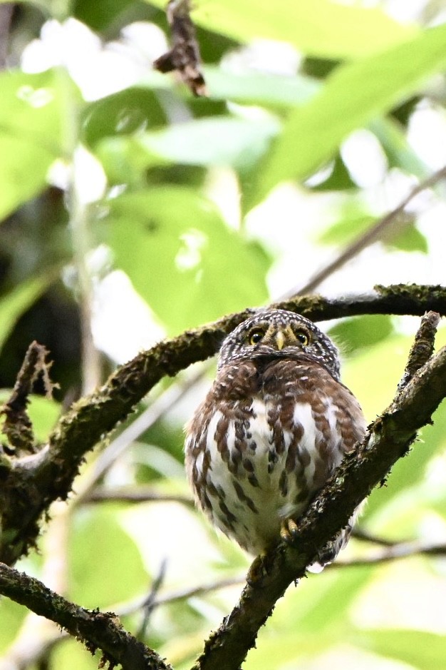Sunda Owlet - ML642581215