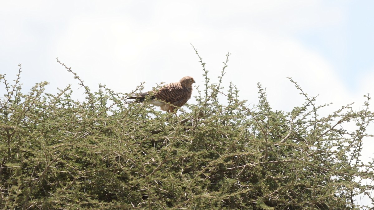 Greater Kestrel - ML642581218