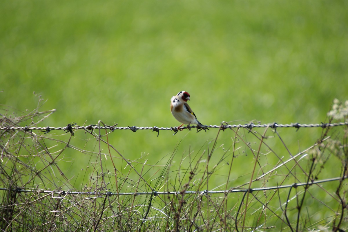 Kardantxiloa - ML642581219