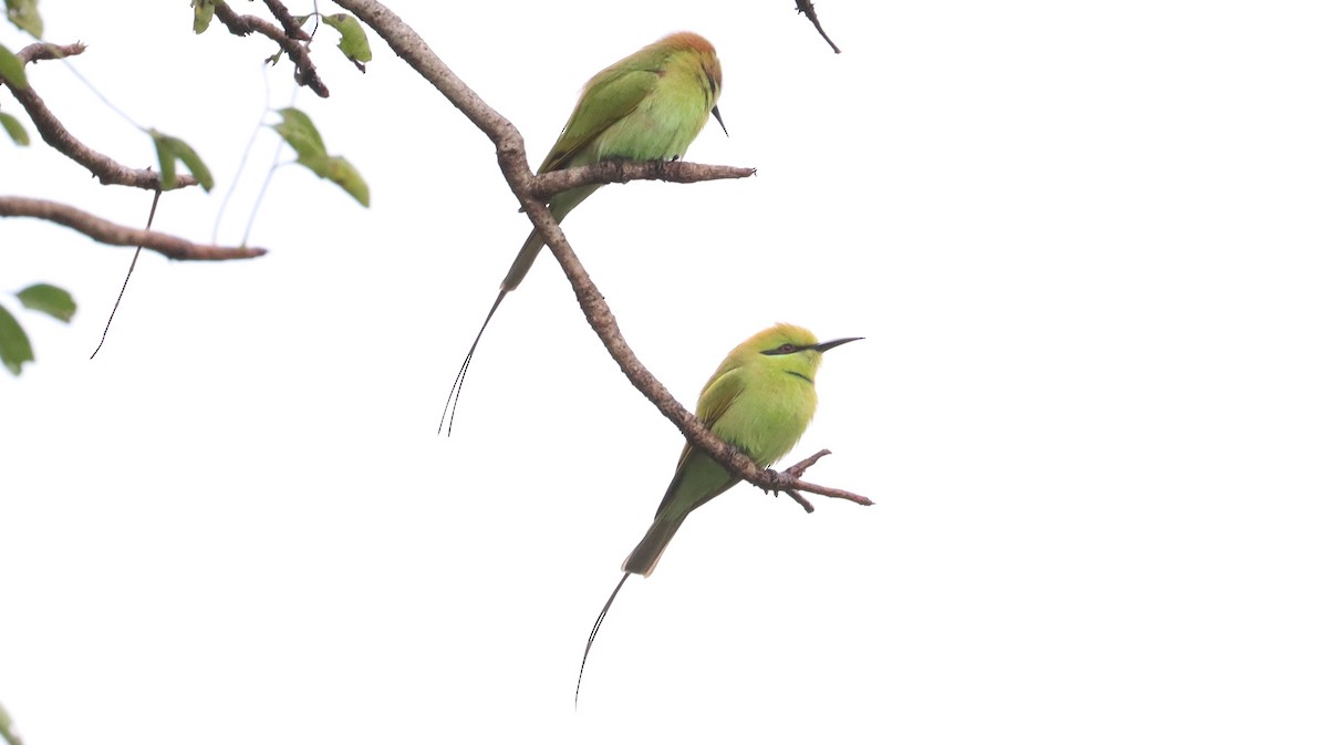 African Green Bee-eater - ML642581222