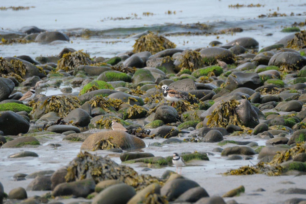 Ruddy Turnstone - ML642581229