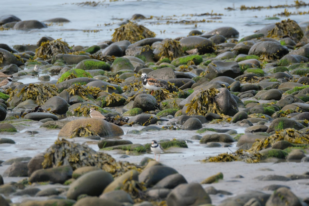 Ruddy Turnstone - ML642581230