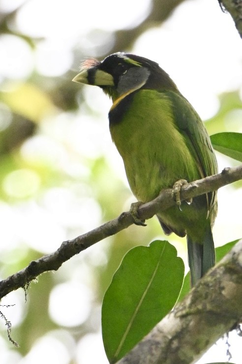 Fire-tufted Barbet - ML642581239